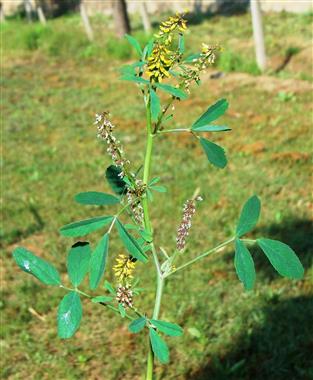 Melilotus indicum